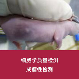 成瘤性检测...